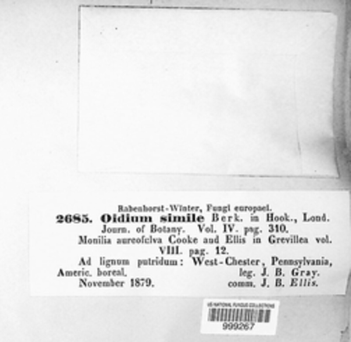 Acladium simile image